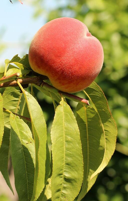 Un árbol tarda aproximadamente entre 2 y 4 años en dar sus primeros frutos