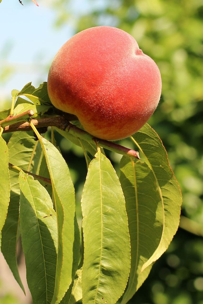 Un árbol tarda aproximadamente entre 2 y 4 años en dar sus primeros frutos