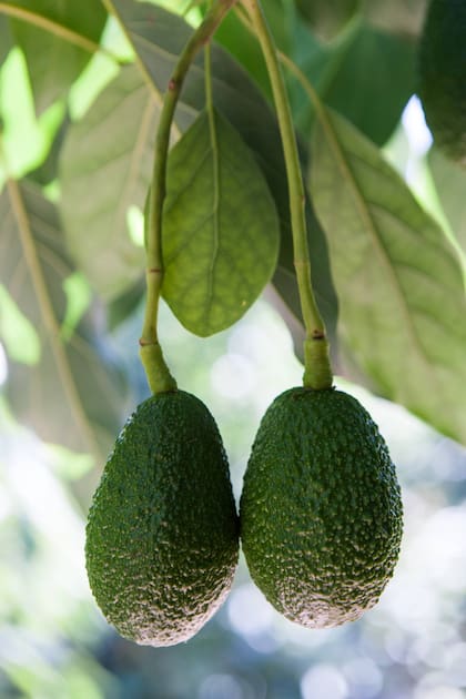 Un árbol tarda en promedio 7 años en empezar a dar frutos