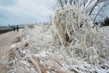 Un arbusto cubierto de hielo en Tiscornia Beach, Michigan