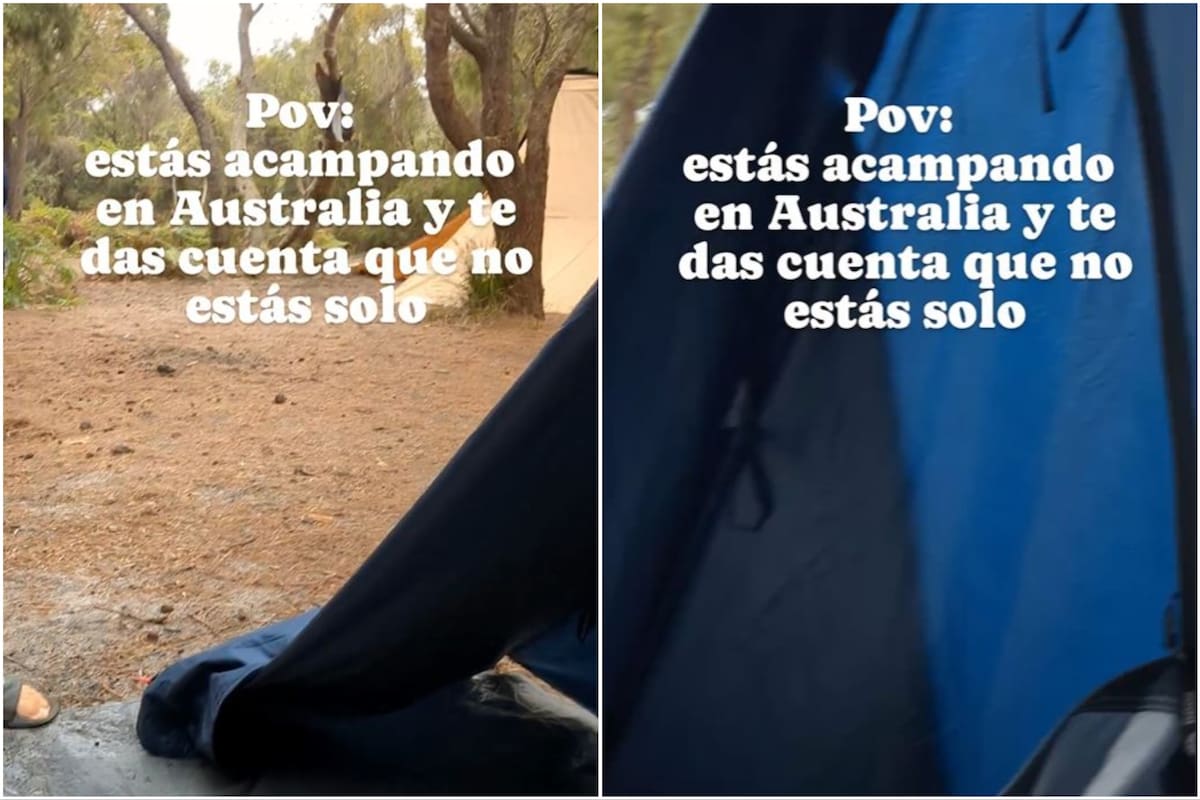 Un argentino acampó en Australia y quedó sorprendido por lo que encontró dentro de su carpa