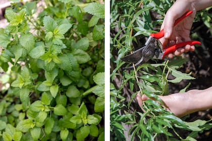 Un aroma puede recuperar escenas completas de infancias, patios, veranos, cocinas