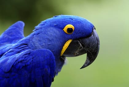 Un asombroso ejemplo de coloración estructural: las plumas de este guacamayo no son azules
