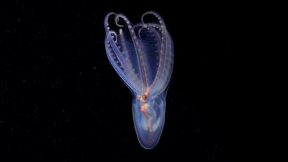 Un asombroso pulpo telescopio (Amphitretus sp.) documentado a 888 metros de profundidad en el cañón de Mar del Plata