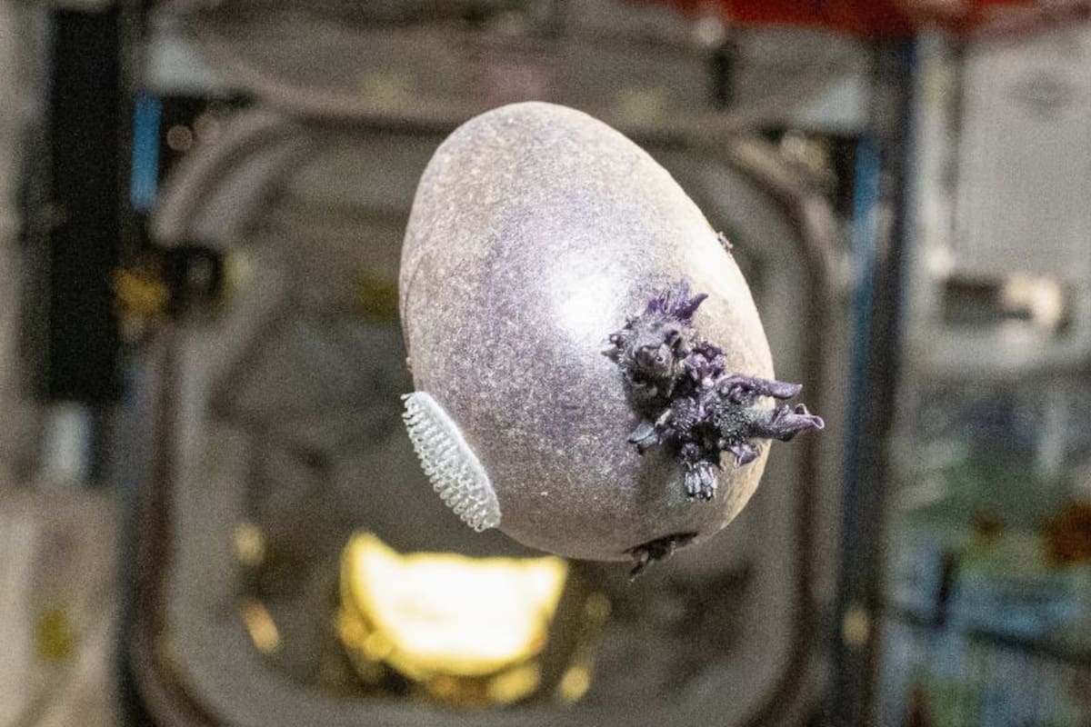Un astronauta mostró el proyecto en el que trabajó y sorprendió a todos