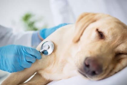 Un australiano utilizó ChatGPT y otras plataformas de inteligencia artificial para diseñar un tratamiento experimental personalizado y encontrar los mejores científicos para administrarlo