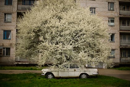 Un auto, estacionado bajo un árbol en la ciudad abandonada de Chernobyl, Ucrania, el 26 de abril de 2022. (AP Foto/Francisco Seco)