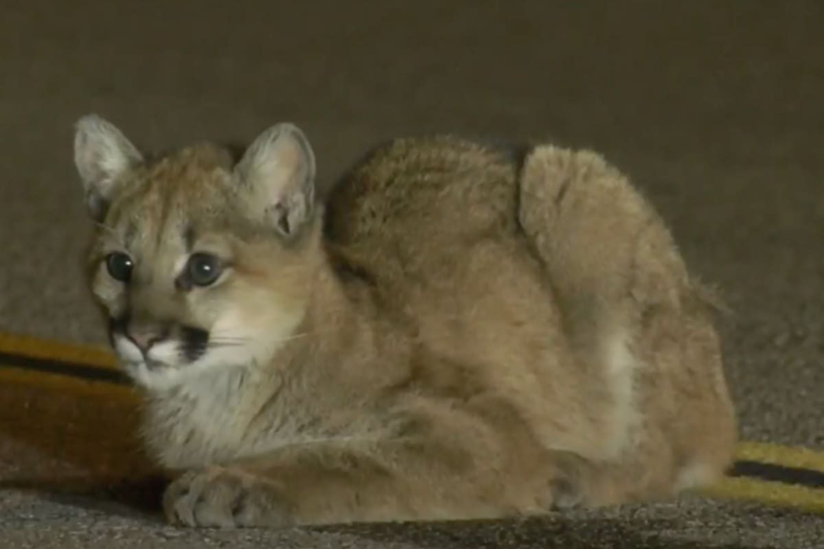 Un automovilista alertó al 911 tras ver a tres pumas durante la madrugada en una carretera del norte del condado de Los Ángeles