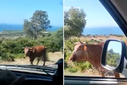 Un automovilista se sorprendió con la respuesta de una vaca cuando le preguntó el camino para llegar a una playa