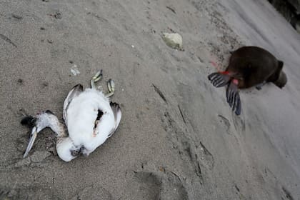 Un ave marina y un león marino yacen muertos en la playa de Punta Bermeja, en la costa atlántica de la provincia patagónica de Río Negro, cerca de Viedma, Argentina, el lunes 28 de agosto de 2023