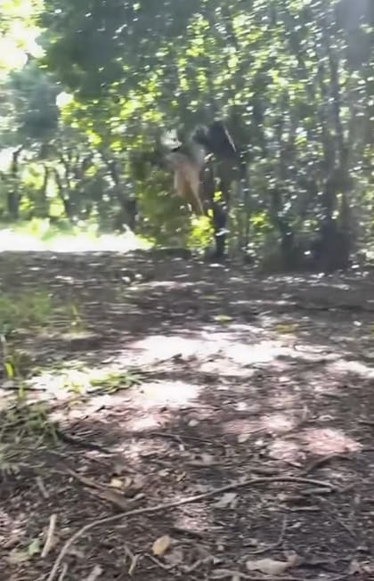 Un ave silvestre volvió a volar libremente tras recuperarse de problemas de salud (Foto: Captura Instagram/@keepthemflying)