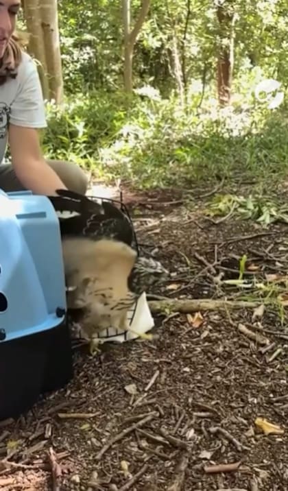 Un ave silvestre volvió a volar libremente tras recuperarse de problemas de salud (Foto: Captura Instagram/@keepthemflying)