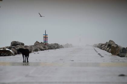 Un ave vuela por encima de un muelle desértico en Miramar, en el suroeste del Golfo de México, el miércoles 19 de junio de 2024. (AP Foto/Fabian Melendez)