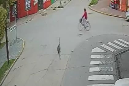 Un avestruz se cruzó con un ciclista