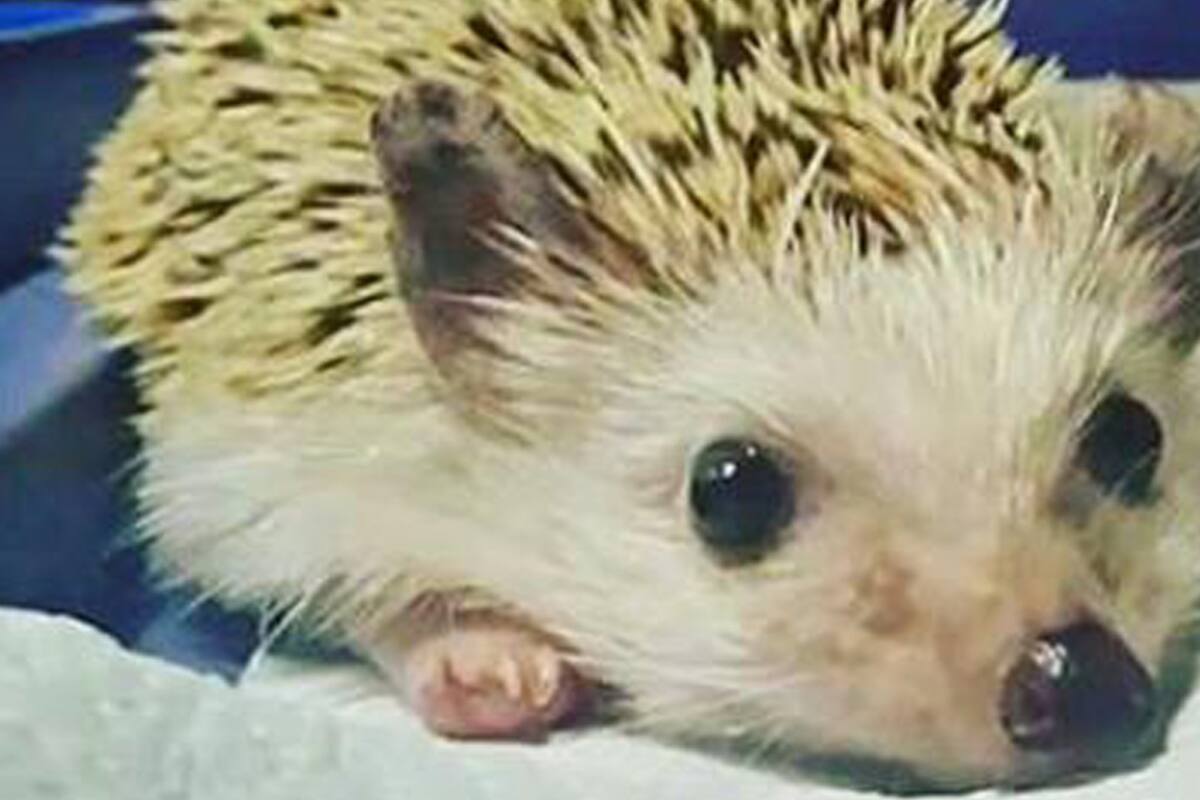 Un aviso de venta fue el alerta del estado en que se encuentran estas mascotas en el país