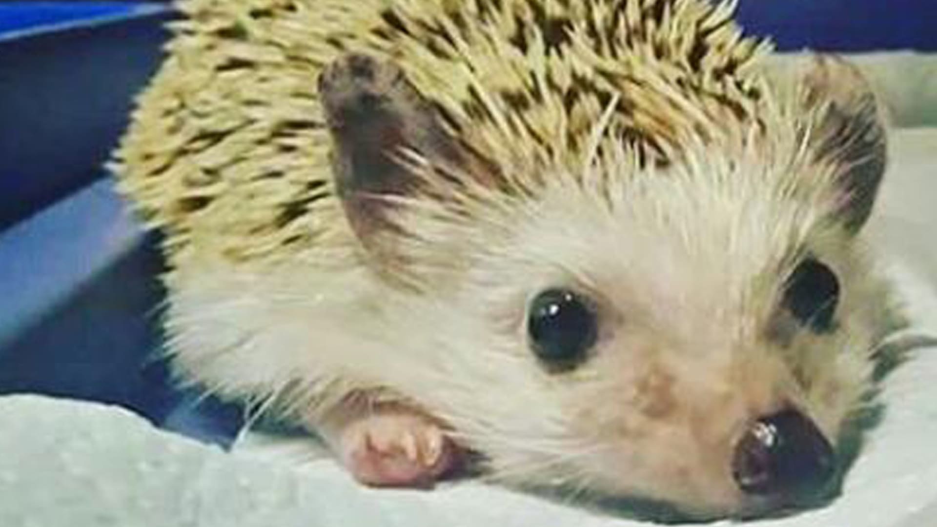Un aviso de venta fue el alerta del estado en que se encuentran estas mascotas en el país