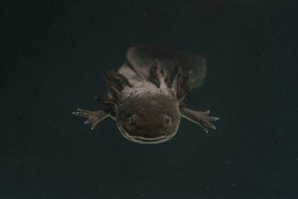 Un axolotl dentro de un tanque de agua en un laboratorio de la Universidad Nacional Autónoma de México