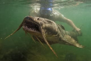 Los gigantes de agua dulce están muriendo