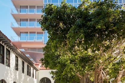 Un banyan indio, en el patio de un hotel en Miami