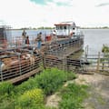 La crecida acecha y el éxodo de animales y de pobladores en el Litoral entró en su hora más crítica