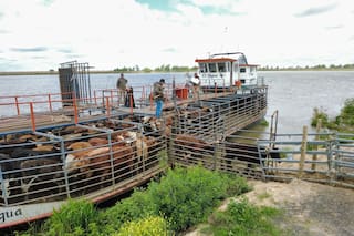 La crecida acecha y el éxodo de animales y de pobladores en el Litoral entró en su hora más crítica