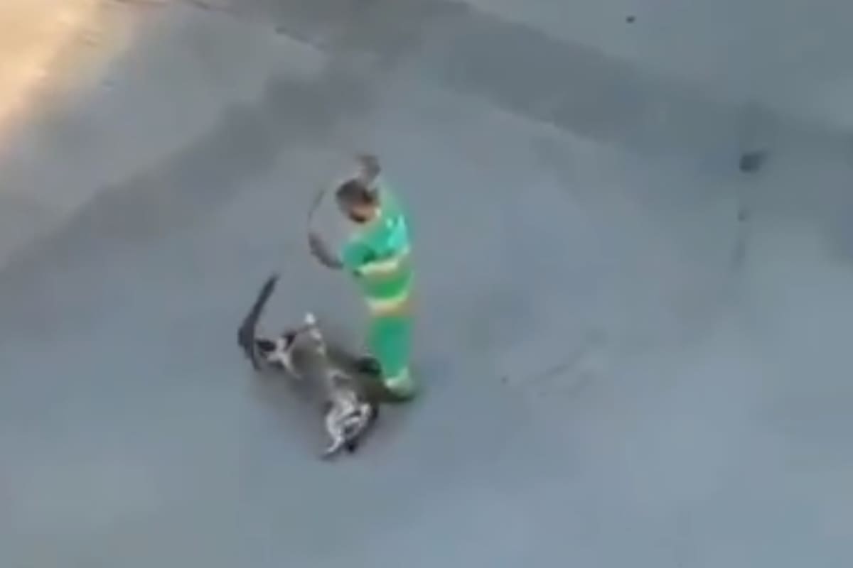 Un barrendero se cruzó con un perro callejero que descansaba, y su reacción se volvió viral (Twitter)