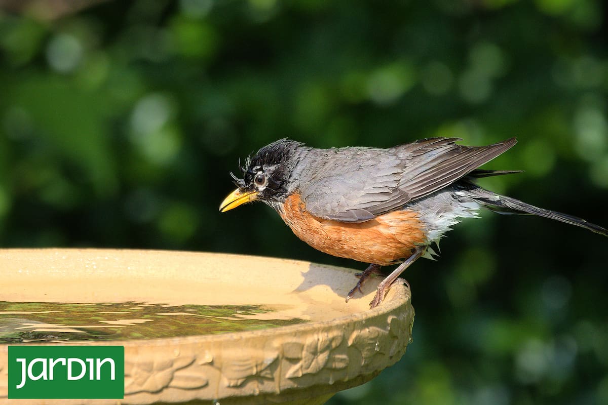 Un bebedero puede ser un aliado para las aves en épocas de calor
