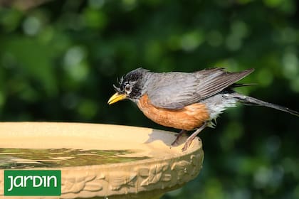 Un bebedero puede ser un aliado para las aves en épocas de calor
