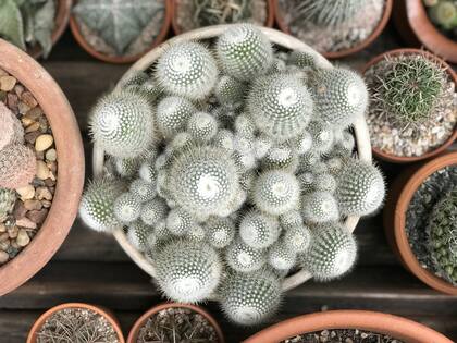 Un bello ejemplar de Notocactus Scopa.