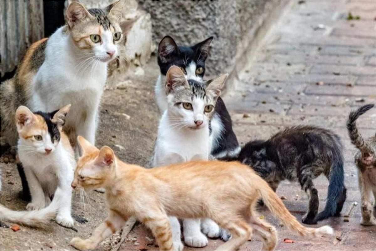 Un biólogo español puso la mira en los gatos callejeros de las Islas Canarias