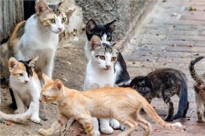 Un biólogo español puso la mira en los gatos callejeros de las Islas Canarias