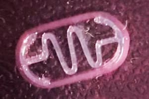 Un biorobot. La estructura está hecha con una impresora 3D, cubierta por células musculares; una descarga eléctrica hace que se contraigan y el resorte hace avanzar el dispositivo por un líquido