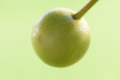 Un blog apuesta a crear conciencia sobre la diversidad alimentaria que ofrece nuestro territorio.