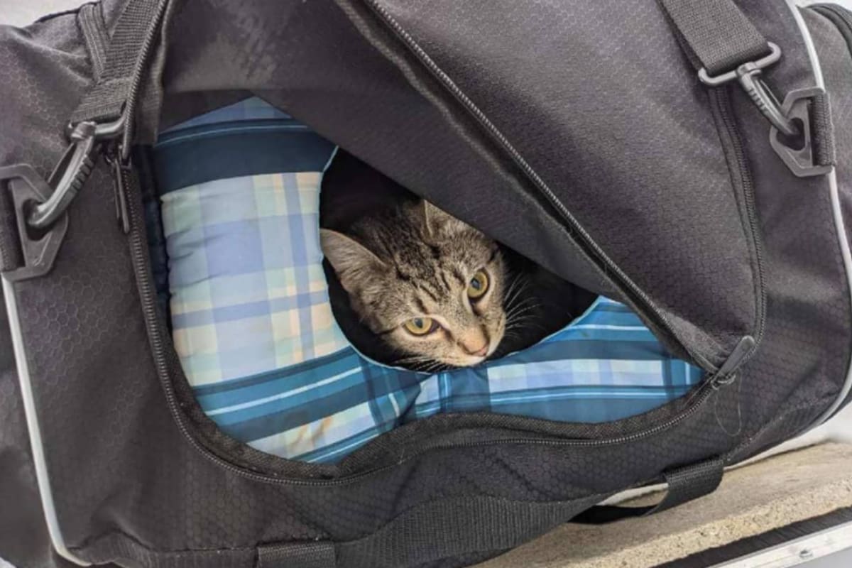 Un bolso fue abandonado en la puerta de una iglesia. El escuadrón antiexplosivos fue convocado para revisar el objeto y descubrió lo inesperado