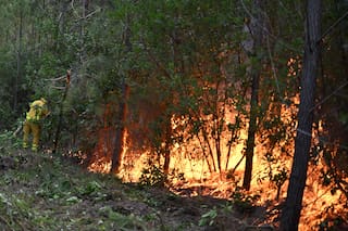 La gestión forestal de Francia debería cambiar para evitar más incendios en Les Landes