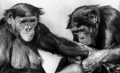 Un bonobo adolescente (derecha) y una hembra adulta se acarician y miman, el ritual para fortalecer las relaciones sociales