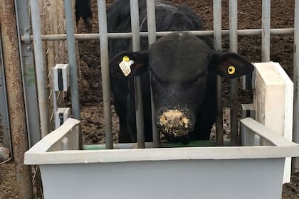 Un Brangus en evaluación