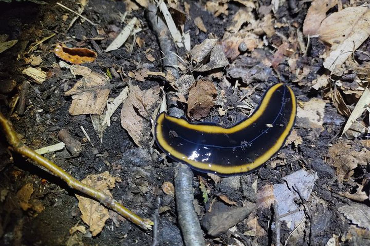 Un brigadista del Parque Nacional Lanín encontró una rara especie de gusano chato en la zona del Lago Queñi