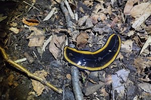 Un brigadista del Parque Nacional Lanín encontró una rara especie de gusano chato en la zona del Lago Queñi