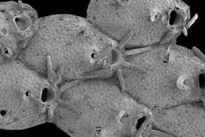 Un briozoo llamado Microporella funbio fue descubierto en un volcán de lodo submarino frente a la costa española