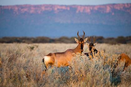 Un búbalo rojo en la hierba, en la meseta de Waterberg, en Namibia