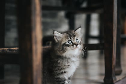 Un buen alimento para gatos es aquel que promueve el desarrollo de huesos fuertes, un pelaje sano y un sistema inmunológico robusto