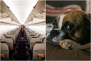 Un bulldog generó una desagradable escena en un avión