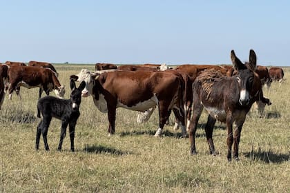Un burro en medio de un rodeo de ganado, donde cumple la función de protector