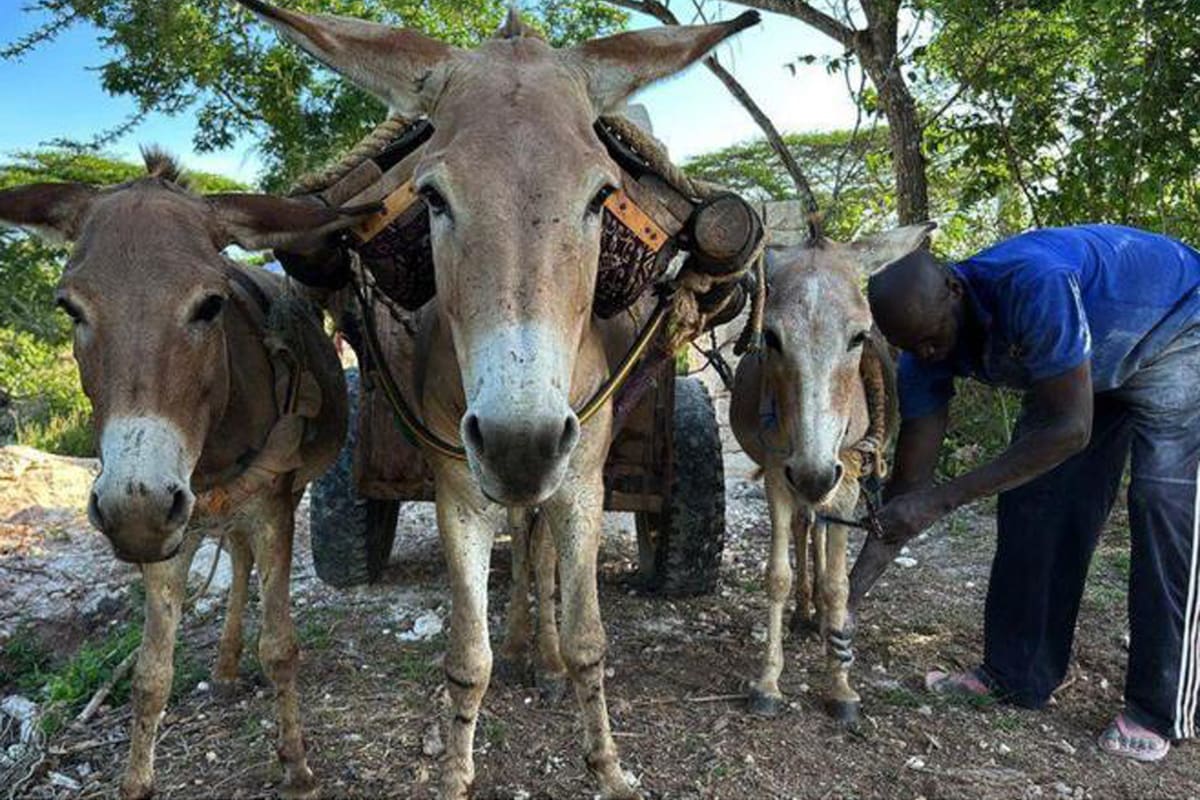 Un burro puede hacer la diferencia para muchas personas en comunidades rurales pobres.