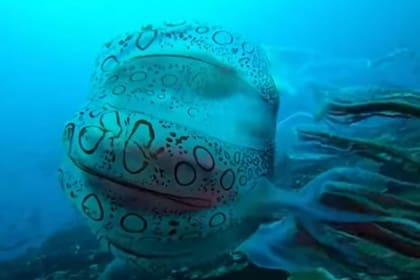 Un buzo encontró en los mares de Australia una medusa tan rara que solo fue vista en dos oportunidades