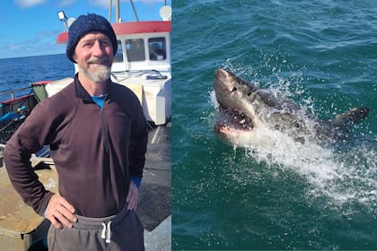 Un buzo experto reveló qué hacer cuando te encontrás con un tiburón blanco