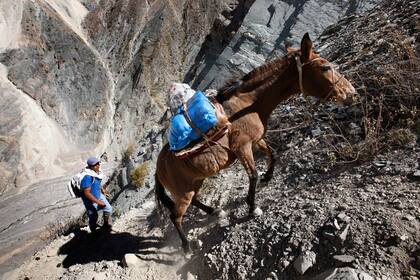 Un caballo acostumbrado a la montaña carga una urna desde Iruya hasta una escuela de Chiyayoc, un paraje en los cerros
