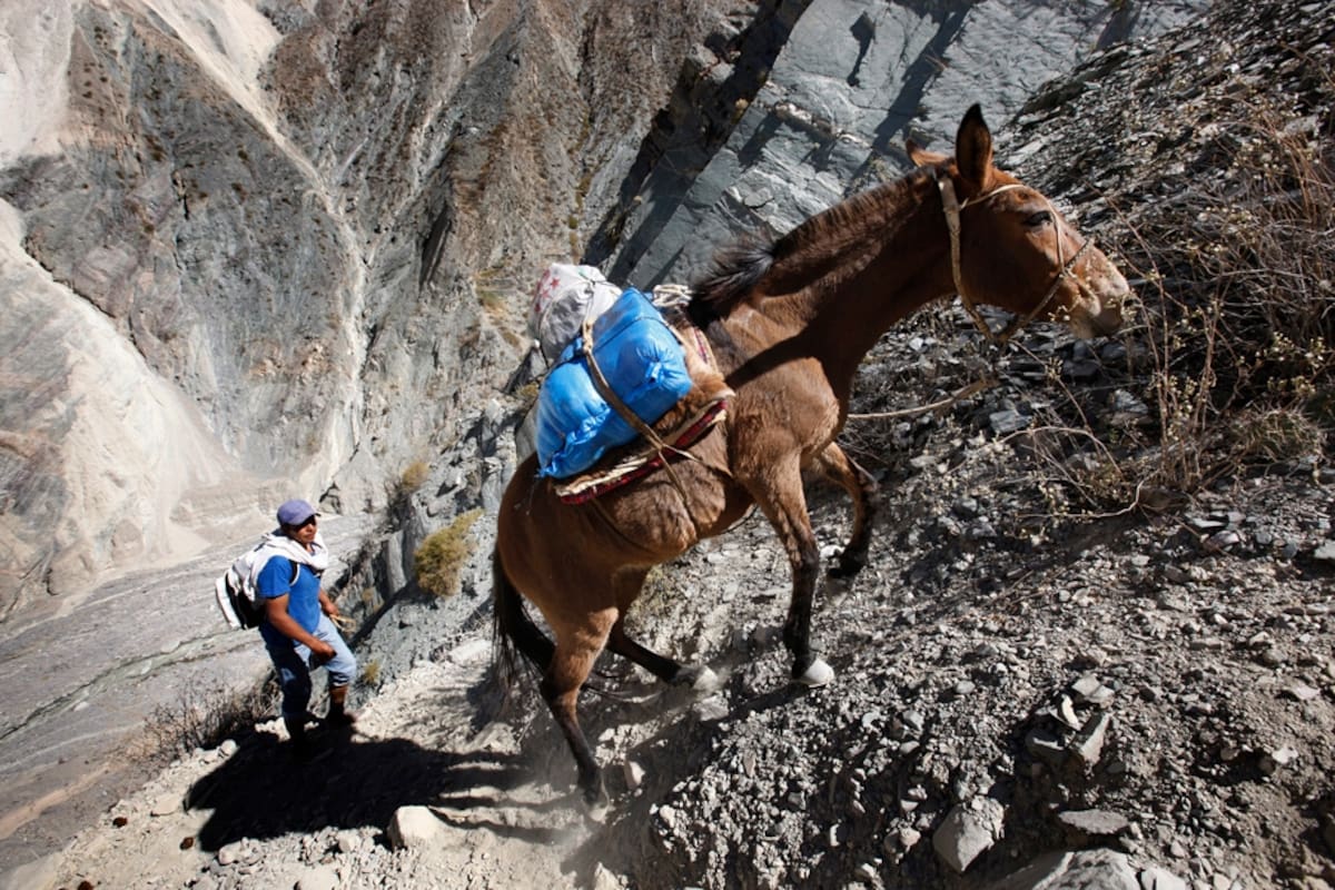 Un caballo acostumbrado a la montaña carga una urna desde Iruya hasta una escuela de Chiyayoc, un paraje en los cerros