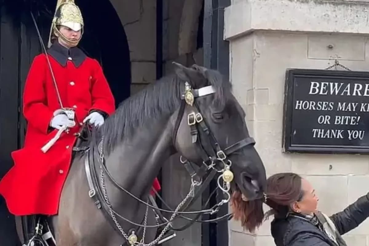 Un caballo de la Guardia Real atacó a una turista por aproximarse demasiado